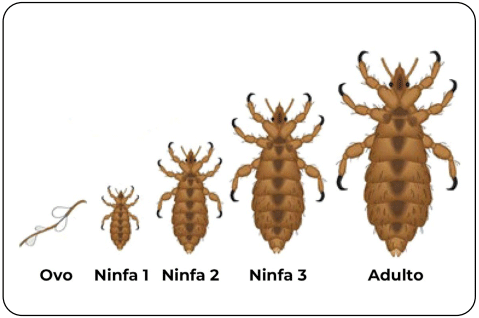 Figura 2. Ciclo biológico do piolho