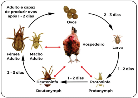 Figura 6. Ciclo de vida do ácaro Dermanyssus gallinae