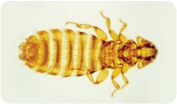 Figura 1a. Imagem de piolho das aves (Menacanthus spp)