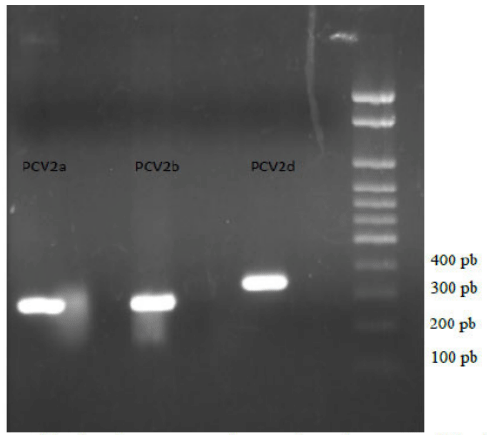 Figura 1 Gel de eletroforese mostrando os produtos de DNA amplificados para os genótipos de PCV2, com seu peso molecular: PCV2a com 277 pb, PCV2b com 277 pb e PCV2d com 343 pb