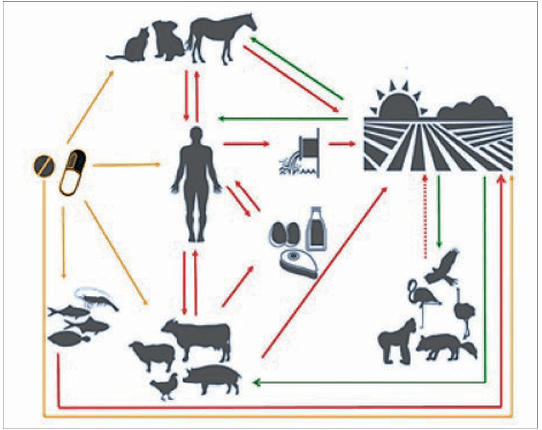 Disseminação da resistência aos antimicrobianos no contexto de saúde única: uma breve revisão - Image 3