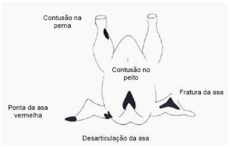 Figura 3- Principais pontos de lesões provocadas pelo manejo pré-abate em aves Fonte: LUDTKE et al. (2008).