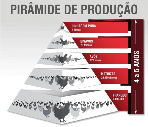 PIRÂMIDE DE PRODUÇÃO