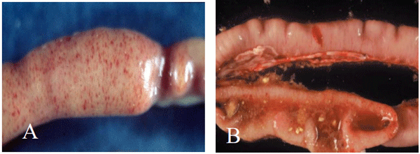 Figura 2. A: Intestino infectado por E. maxima apresentando acúmulo de exsudato, abaulamento e múltiplas petéquias na serosa. B: Intestino infectado em grau máximo, observando-se conteúdo alaranjado em seu interior.