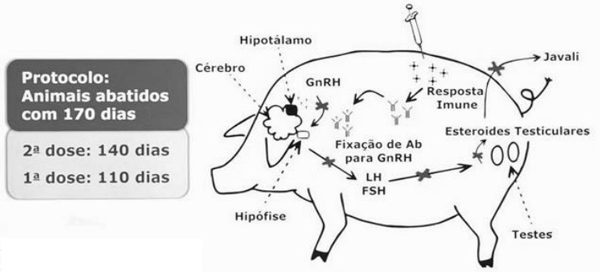 Figura 3 – Imunocastração. Fonte: Vet Profissional, 2024.