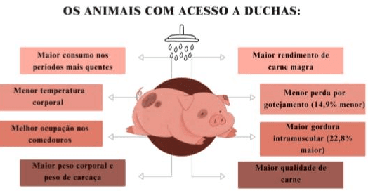 Ducha de baixa intensidade na fase de terminação melhora o desempenho e a qualidade da carne de suínos? - Image 4