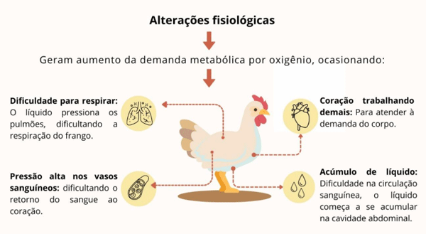 Figura 1. Esquema das alterações fisiológicas durante a síndrome ascítica.