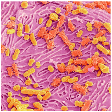 Botânicos e a resistência bacteriana: uma alternativa nutricional na produção animal - Image 3