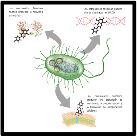 Botânicos e a resistência bacteriana: uma alternativa nutricional na produção animal - Image 2