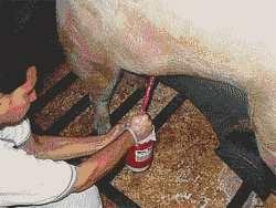 O papel do diluente de sêmen sobre a qualidade da dose inseminante - Image 1