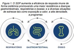 O Que Aprendemos sobre o Uso de Plasma Spray-Dried em Frangos? - Image 1