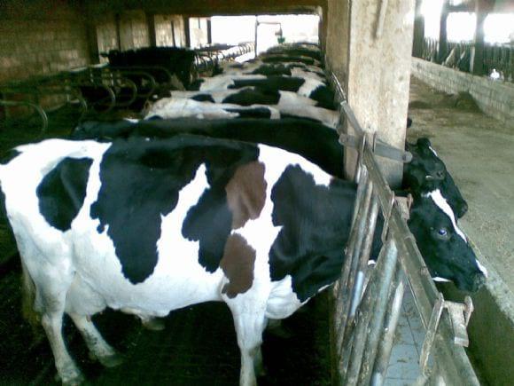 Vaca 3 cores