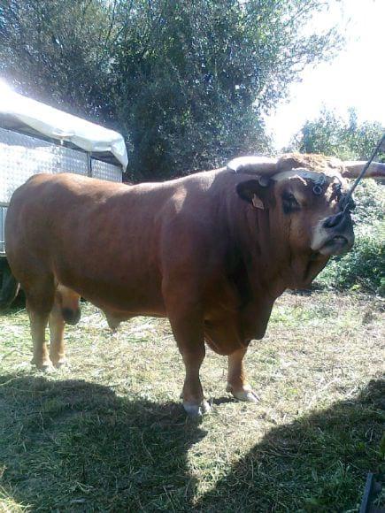 Arouquesa Macho