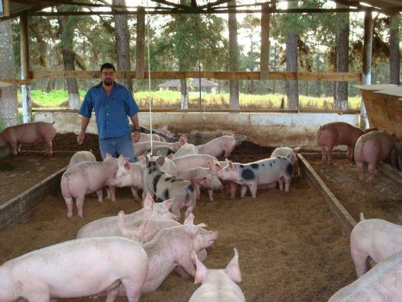 Sistema de criação cama sobreposta