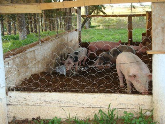 SISTEMA DE CRIAÇÃO EM CAMA SOBREPOSTA