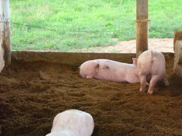 SISTEMA DE CRIAÇÃO EM CAMA SOBREPOSTA