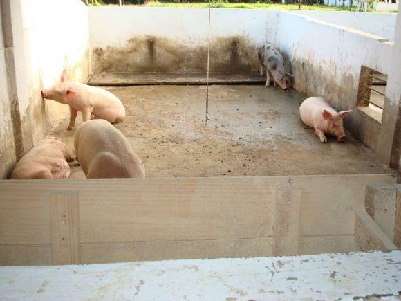 SISTEMA DE CRIAÇÃO EM CAMA SOBREPOSTA
