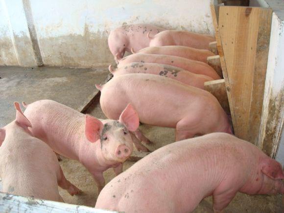 SISTEMA DE CRIAÇÃO EM CAMA SOBREPOSTA