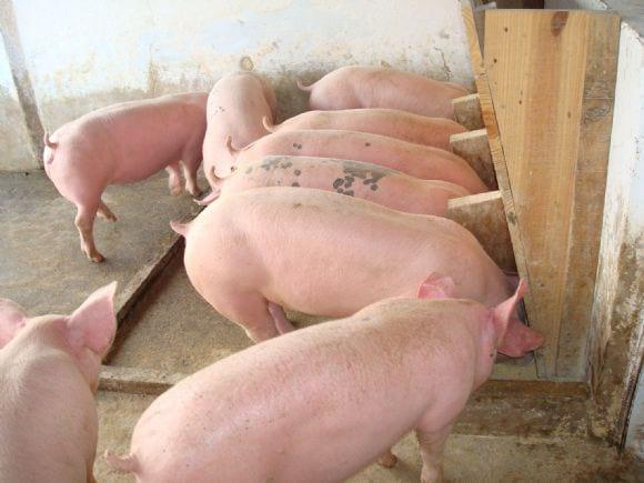 SISTEMA DE CRIAÇÃO EM CAMA SOBREPOSTA