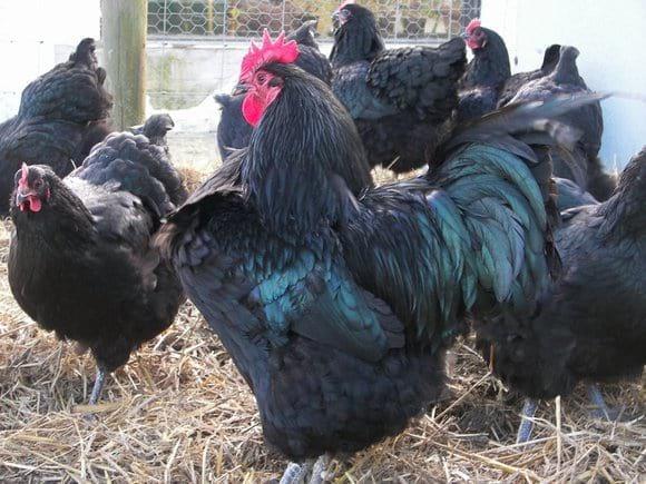 Australorp X Gigante Negro de Jersey