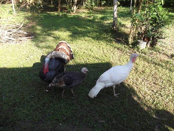 Eles são os segurança do sitio