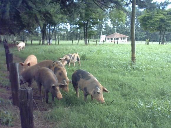 GESTAÇÃO A CAMPO