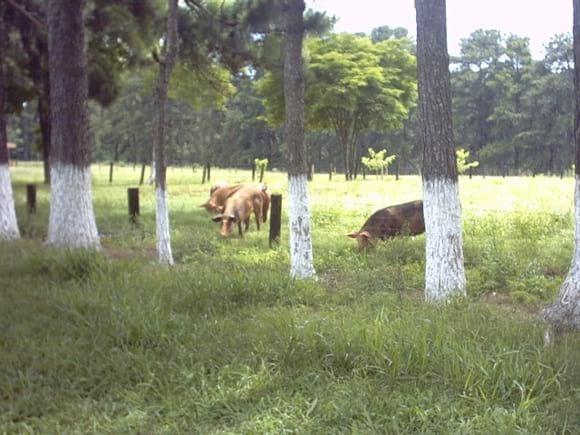 GESTAÇÃO A CAMPO