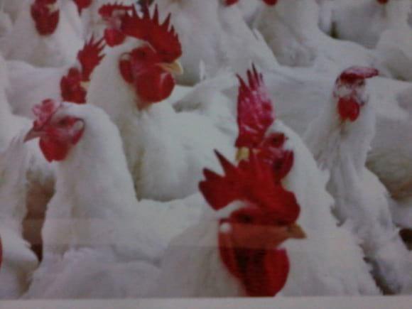 lindas aves