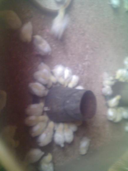 PINTOS