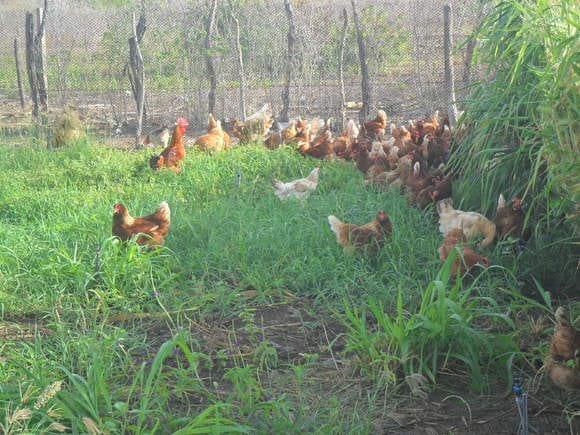 avicultura alternativa
