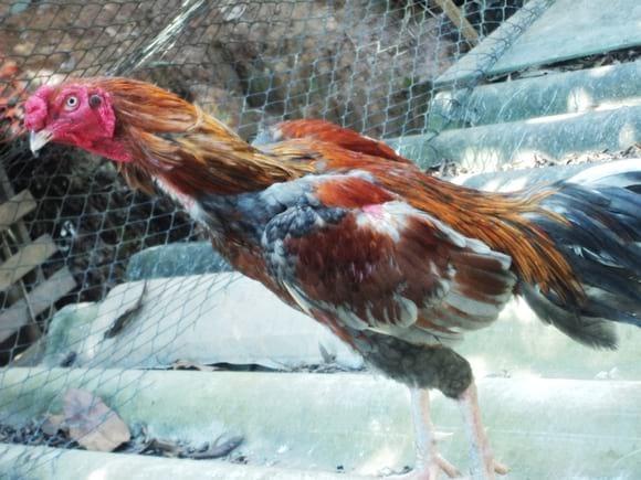 galo zé