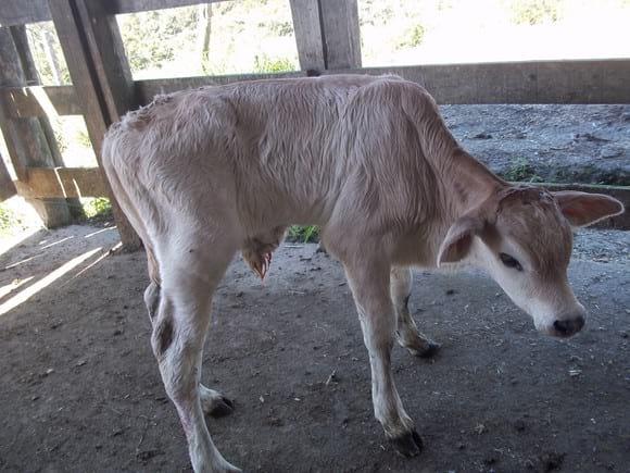 terneiro macho