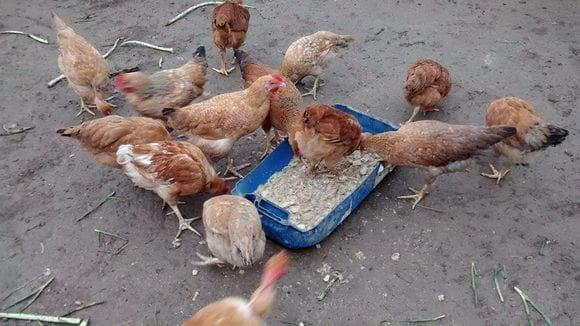 Frangos comendo pão dormido