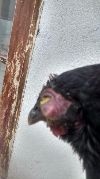 doença desconhecida