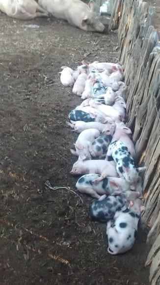 LEITEGADA DA FAZENDA VITORIA