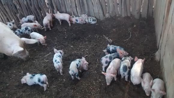 CRIAÇÃO DE SUÍNO FAZENDA VITORIA