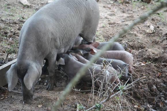 Porca preta ibérica