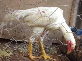 frango indio axel branco