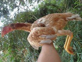 franga india gigante