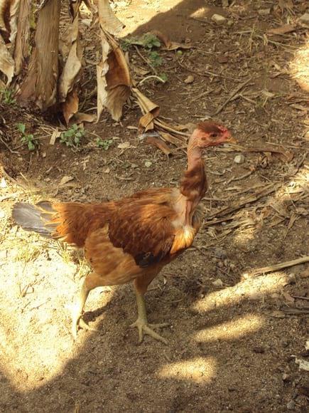 galinha  da chacara do vale