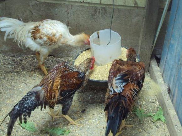 galinhas da chacara do vale