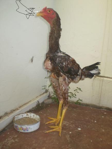 indio gigante - 6 meses - Bigao .
