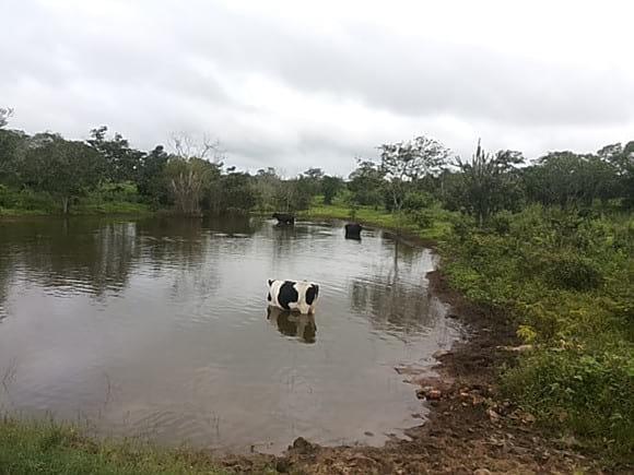 Vaca tomando água no açude.