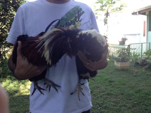 Galinhas polonezas