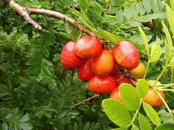 Siriguela