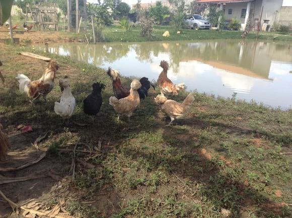 Minhas galinhas