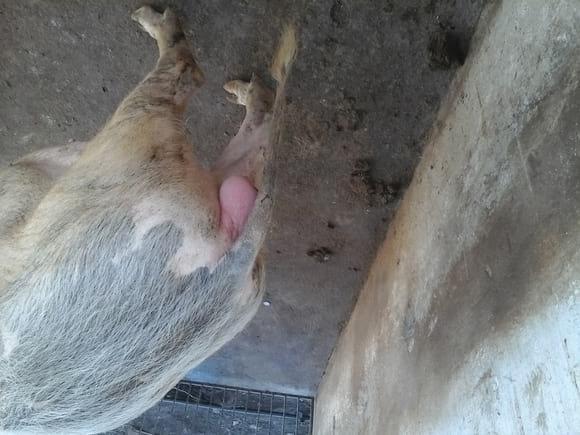 Fêmea com inchaço na vulva