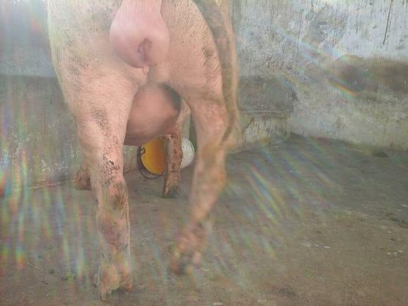 Vulva inchada 2