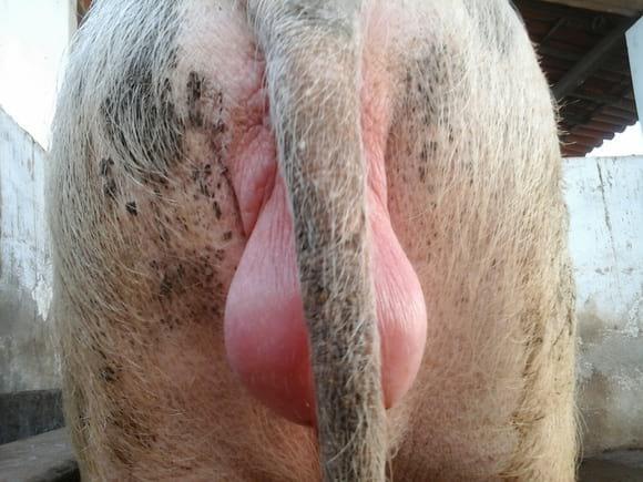 Fêmea vulva inchada 3