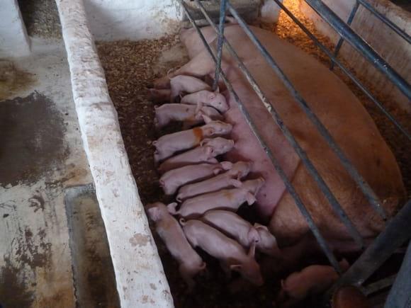 LEITEGADA GESTAÇÃO A CAMPO